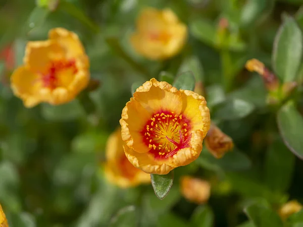 Κοντινό Πλάνο Του Λουλουδιού Portulaca Επιστημονική Ονομασία Portulaca Oleracea — Φωτογραφία Αρχείου