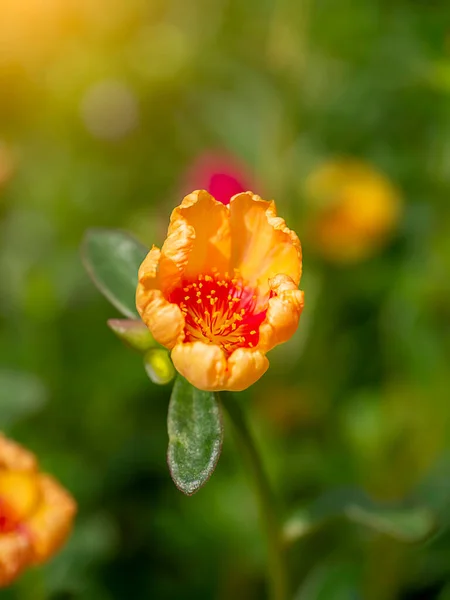 Zbliżenie Kwiatu Portulaca Światłem Słonecznym Nazwa Naukowa Portulaca Oleracea — Zdjęcie stockowe