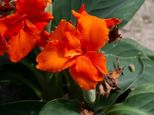 Close Indian Shot Flower Canna Indica Blur Background — Stock Photo, Image
