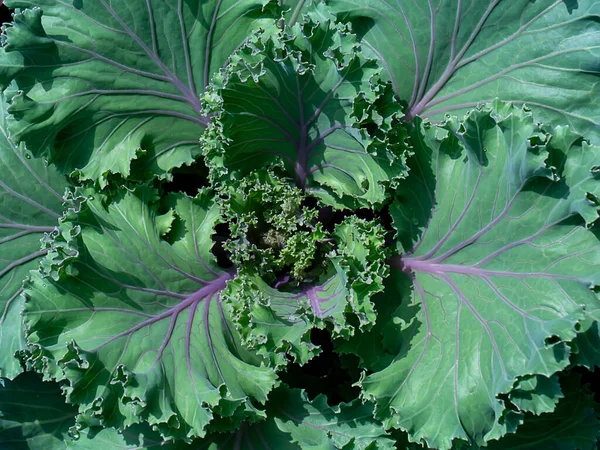 Großaufnahme Von Frischem Kohl Gemüsegarten — Stockfoto