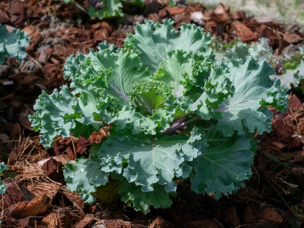 Close Fresh Cabbage Vegetable Garden — Stock Photo, Image