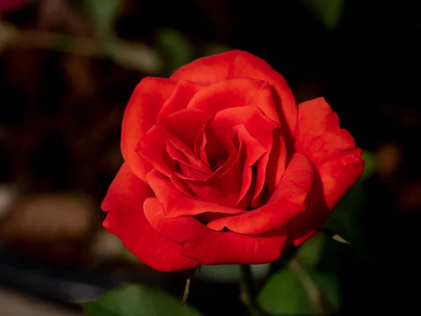 Primer Plano Flor Rosa Roja Con Luz Sobre Fondo Borroso —  Fotos de Stock