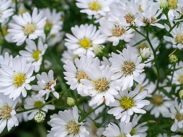 Κοντινό Πλάνο Λουλούδι Marguerite Daisy Michaelmas Daisy Βοστώνη Paris Daisy — Φωτογραφία Αρχείου