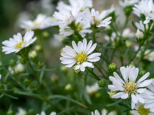 Κοντινό Πλάνο Λουλούδι Marguerite Daisy Michaelmas Daisy Βοστώνη Paris Daisy — Φωτογραφία Αρχείου