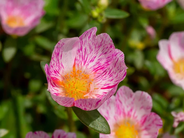 Gros Plan Sur Fleur Portulaca Nom Scientifique Portulaca Oleracea — Photo