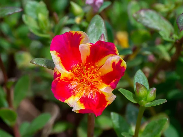 Κοντινό Πλάνο Του Λουλουδιού Portulaca Επιστημονική Ονομασία Portulaca Oleracea — Φωτογραφία Αρχείου