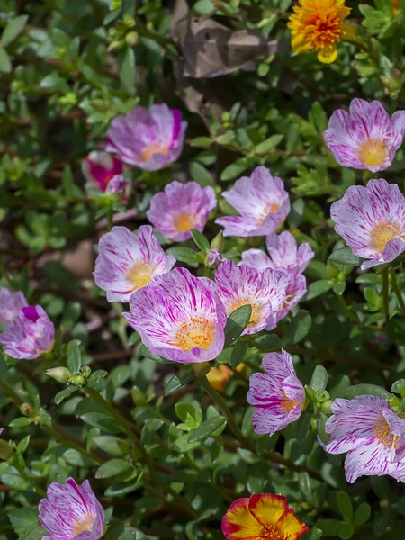 Gros Plan Sur Fleur Portulaca Nom Scientifique Portulaca Oleracea — Photo