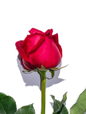 Beyaz arkaplandaki kırmızı gülü yaprak ve gölgeyle kapat.