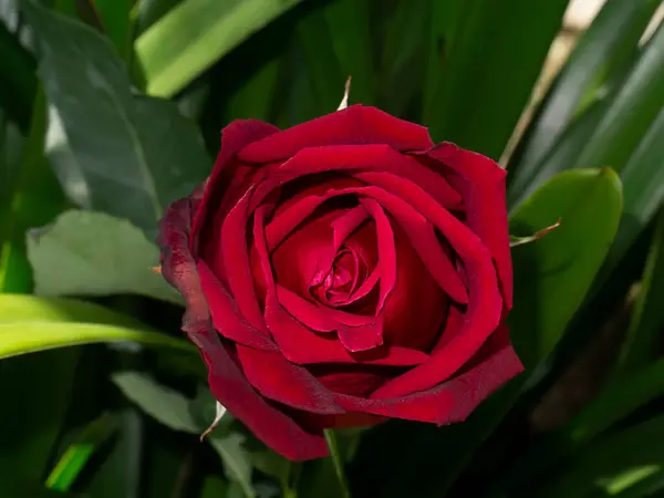 Close Rosa Vermelha Folha Verde — Fotografia de Stock