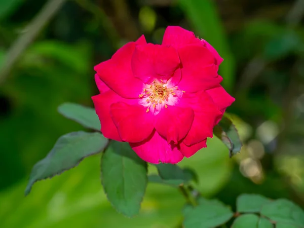 Zamknij Głęboko Różowy Kwiat Damask Rose Rosa Damascena — Zdjęcie stockowe