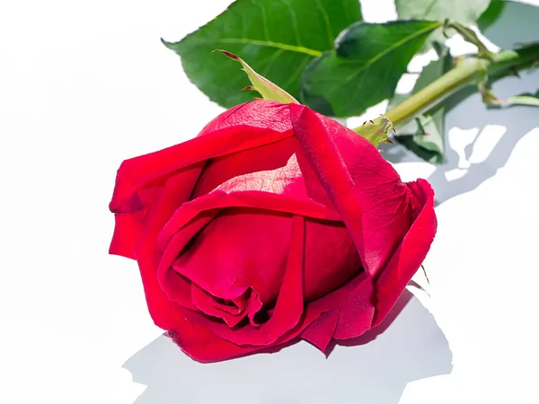 Blisko Czerwona Róża Białym Tle — Zdjęcie stockowe