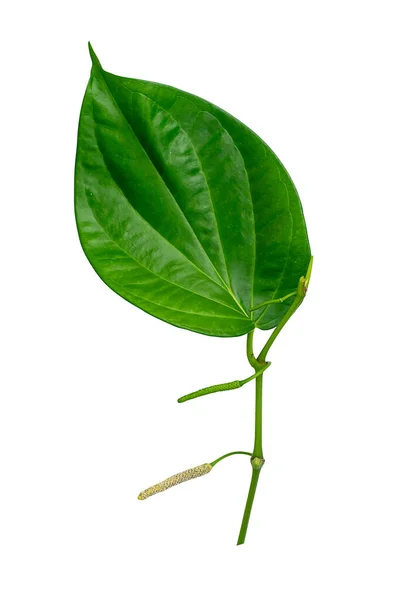 Закрыть Листья Wildbetal Leafeh Научное Название Piper Sarmentosum Белом Фоне — стоковое фото