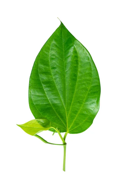 Close Folhas Wildbetal Leafbush Nome Científico Piper Sarmentosum Sobre Fundo — Fotografia de Stock