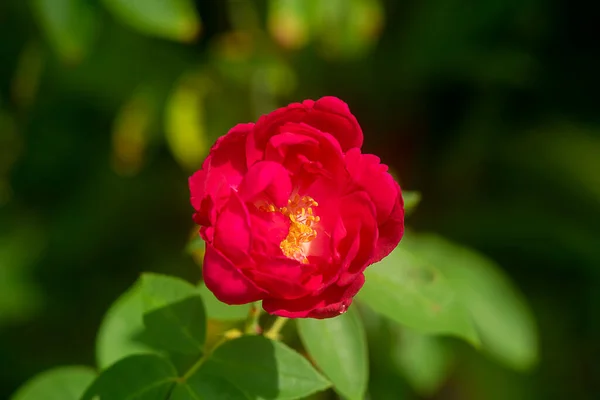 Feche Rosa Profundo Flor Rosa Damasco Rosa Damascena — Fotografia de Stock