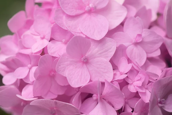 Makro Bild Närbild Mjuk Rosa Hortensia Blomma Bakgrund — Stockfoto