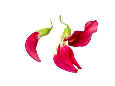 Agasta 'yı, Sesban' ı, sebze mırıldayan kuş çiçeğini kapat. (Bilimsel adı Sesbania grandiflora) kırpma yolu ile beyaz arkaplanda izole.