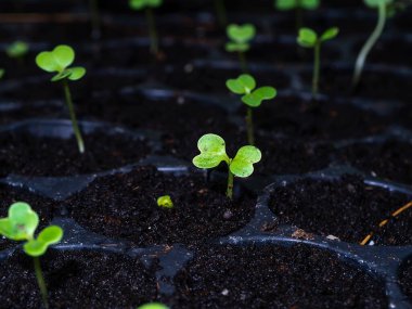 Genç yeşil meşe bitkisini kapatın..