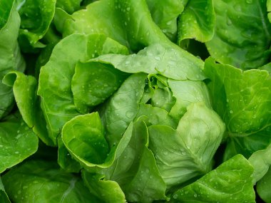 Yeşil Cos Marul fabrikasını kapatın. Vejetaryen sebzesi.