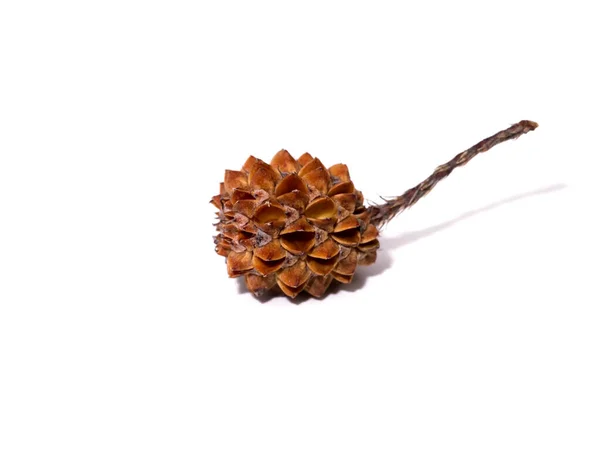 Close Iron Wood Horsetail Seed White Background Scientific Name Casuarina — Stock Photo, Image