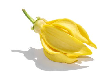 Tırmanan ylang-ylang, tırmanan ilang-ilang, manorangini, hara-champa veya kantali champa 'nın güzel kokulu çiçekleri beyaz arka planda gölgeli.