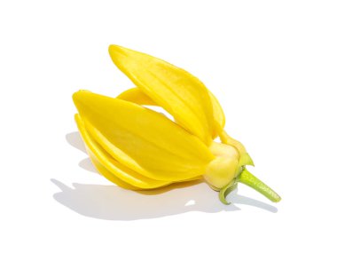 Beyaz arka planda ylang-ylang, ilang-ilang, manorangini, hara-champa ya da kantali şampanyanın güzel kokulu çiçeklerini kapatın..