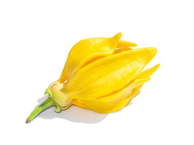 Beyaz arka planda ylang-ylang, ilang-ilang, manorangini, hara-champa ya da kantali şampanyanın güzel kokulu çiçeklerini kapatın..