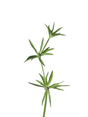 Culantro, uzun kişniş ya da beyaz arka planda Sawtooth kişniş çiçeği. (Bilimsel adı Eryngium foetidum)