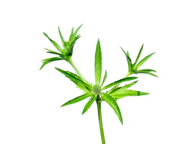 Culantro, uzun kişniş ya da beyaz arka planda Sawtooth kişniş çiçeği. (Bilimsel adı Eryngium foetidum)