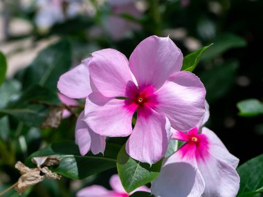 Cape Periwinkle, Bringht Eye, Indian Periwinkle, Madagaskar Periwinkle çiçek yaprağı. (Bilimsel adı Catharanthus Roseus (L.) G.Don)