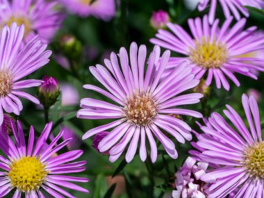 Marguerite Daisy Çiçeği, Michaelmas Daisy, Boston ya da Paris Daisy, Cobbity Daisy. (Bilimkurgu adı Argyranthemum frutescens (Kasımpatı fructescens))