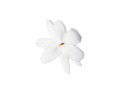 Beyaz yasemin çiçeğini kapat. Kırpma yolu ile beyaz arkaplanda izole et..