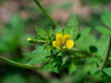 Asya örümcek çiçeğinin (Cleome viscosa bitkisi) arkaplanını kapat.