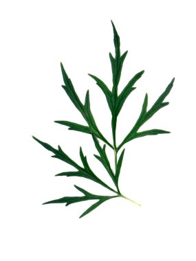 Beyaz arka planda kenevir bitkisinin yaprağını kapat. (Bilimsel adı Kenevir sativa L. subsp. Sativa)