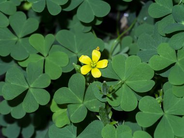 Sürünen kadının tarla tarlası geçmişini kapatın (Oxalis corniculata).