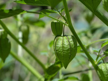 Hogweed 'i kapat, ağaçta vişne meyvesi var. (Bilimsel adı Physalis minima)