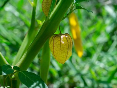 Hogweed 'i kapat, ağaçta vişne meyvesi var. (Bilimsel adı Physalis minima)