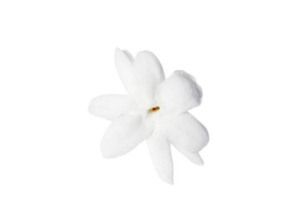 白いジャスミンの花の閉じるクリッピングパスと白い背景に隔離されます — ストック写真
