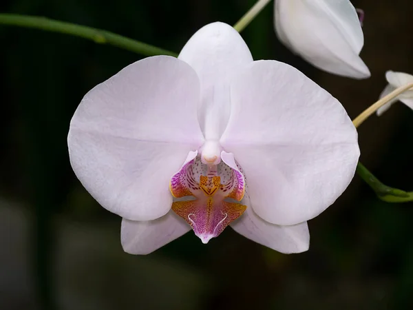 Flor Branca Orquídea Phalaenopsis Fundo Escuro — Fotografia de Stock