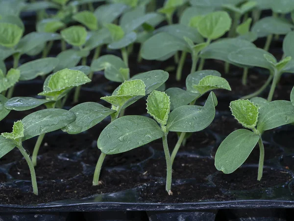 Nahaufnahme Sämlinge Der Cantaloupe Pflanze Wissenschaftlicher Name Cucumis Melo Var — Stockfoto