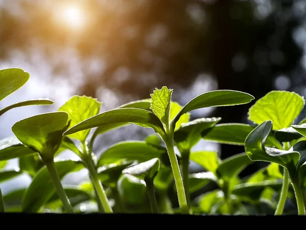 Cerrar Las Plántulas Planta Cantaloupe Nombre Científico Cucumis Melo Var —  Fotos de Stock