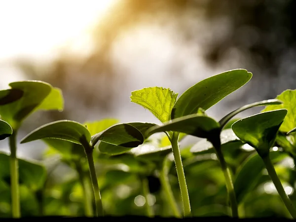 Close Seedlings Cantaloupe Plant Light Scientific Name Cucumis Melo Var — Stock Photo, Image