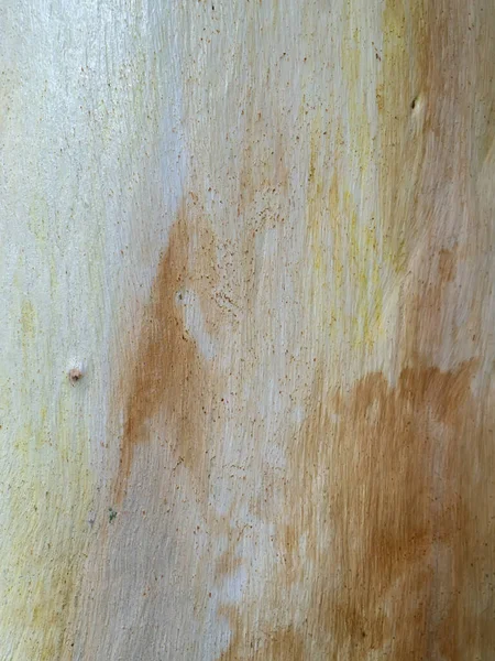 Zamknij Tło Tekstury Eukaliptusa Nieostre Tło Imange — Zdjęcie stockowe