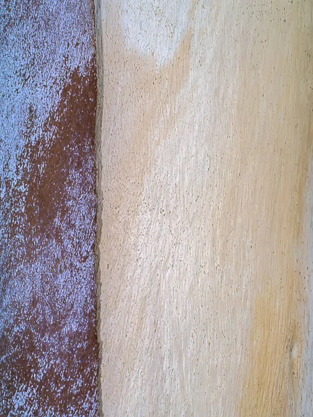 Gros Plan Eucalyptus Texture Fond — Photo