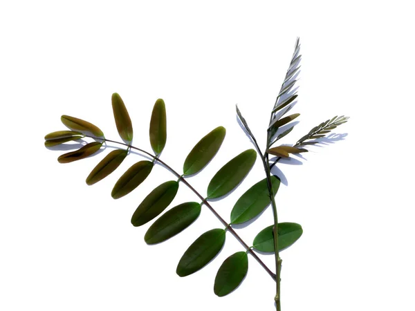 在白色背景上关闭Cassod树或Senna Siamea叶的幼叶 — 图库照片