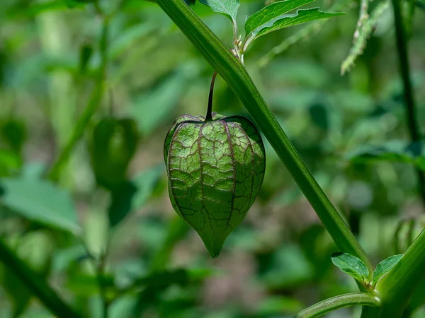 Chiudi Green Hogweed Frutti Ciliegio Macinati Sull Albero Nome Scientifico — Foto Stock