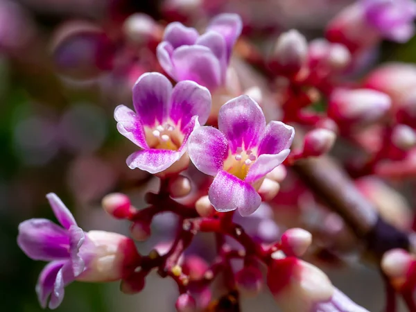 Uzavřete Karambolovou Květinu Vědecký Název Averrhoa Carambol — Stock fotografie