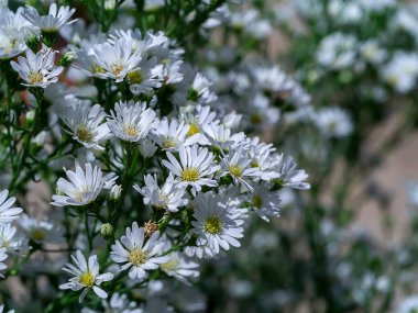 Marguerite Daisy Çiçeği, Michaelmas Daisy, Boston ya da Paris Daisy, Cobbity Daisy. (Bilimkurgu adı Argyranthemum frutescens (Kasımpatı fructescens))
