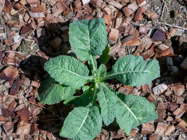 Yerdeki lahana fabrikasını kapatın (Bilimsel adı Brassica oleracea var. sabellica)