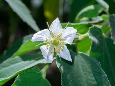 Calabura, reçel ağacı, Jamaika kirazı, Malaya kirazı, Batı Hint kirazı çiçeği. (Bilimsel adı Muntingia calabura)