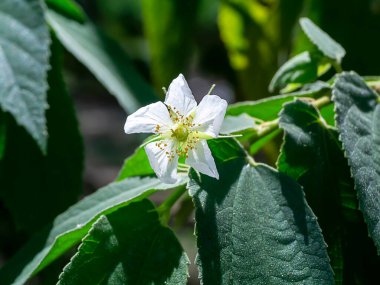 Calabura, reçel ağacı, Jamaika kirazı, Malaya kirazı, Batı Hint kirazı çiçeği. (Bilimsel adı Muntingia calabura)